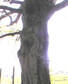 熱像儀應用于科學研究