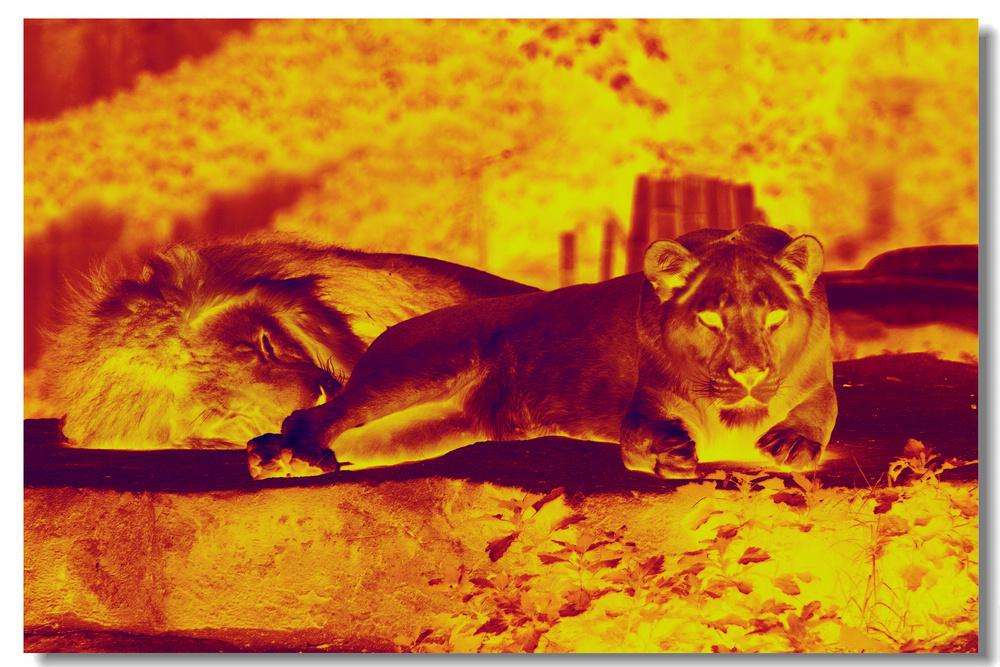 你知道怎么使用在線式紅外熱像儀嗎？