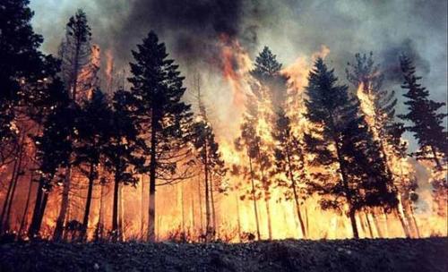 森林火災防患于未然