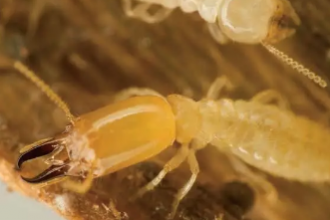 紅外熱像儀測螞蟻