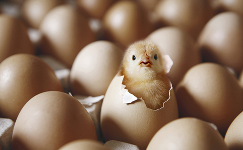 紅外熱成像技術應用于動植物科學研究