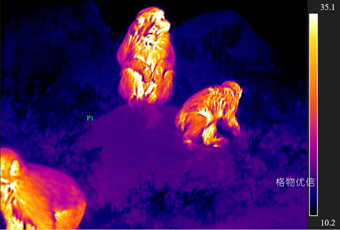 紅外熱像儀野生動物監控