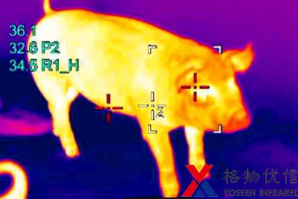 紅外熱像儀用于豬群體溫監(jiān)測(cè)
