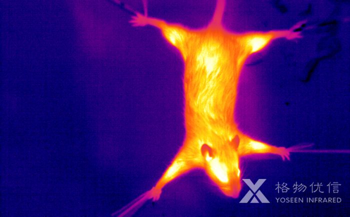 使用格物優信紅外熱像儀拍攝的老鼠熱像圖