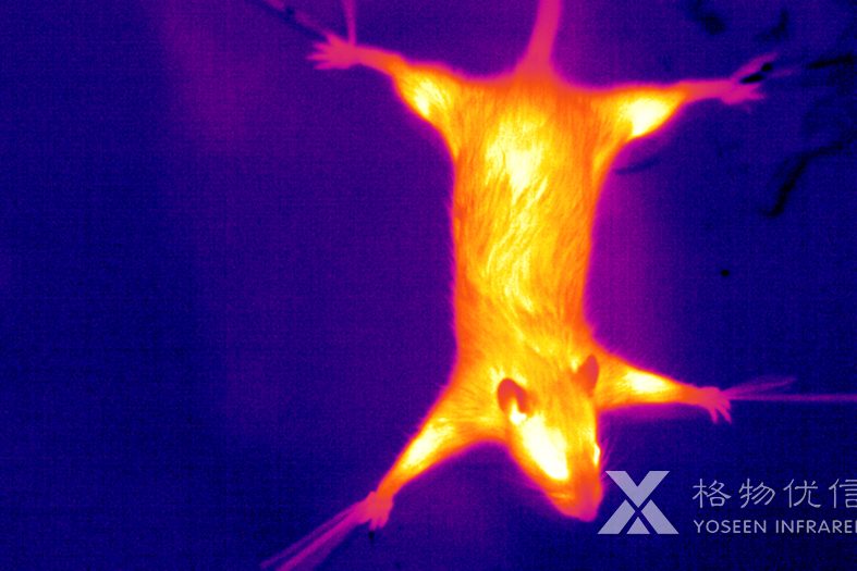 使用格物優(yōu)信紅外熱像儀拍攝的老鼠熱像圖