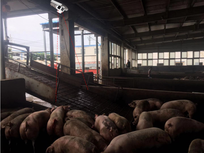 豬場入口處設備安裝示意圖