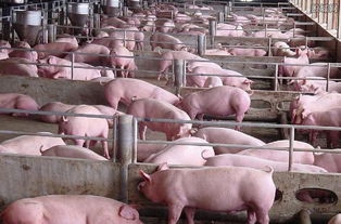 養(yǎng)殖場動物體溫檢測和疾病篩查新工具——紅外熱像儀