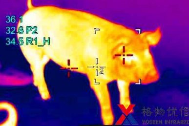 紅外熱像儀鏡頭下能清楚顯示出豬的身體溫度