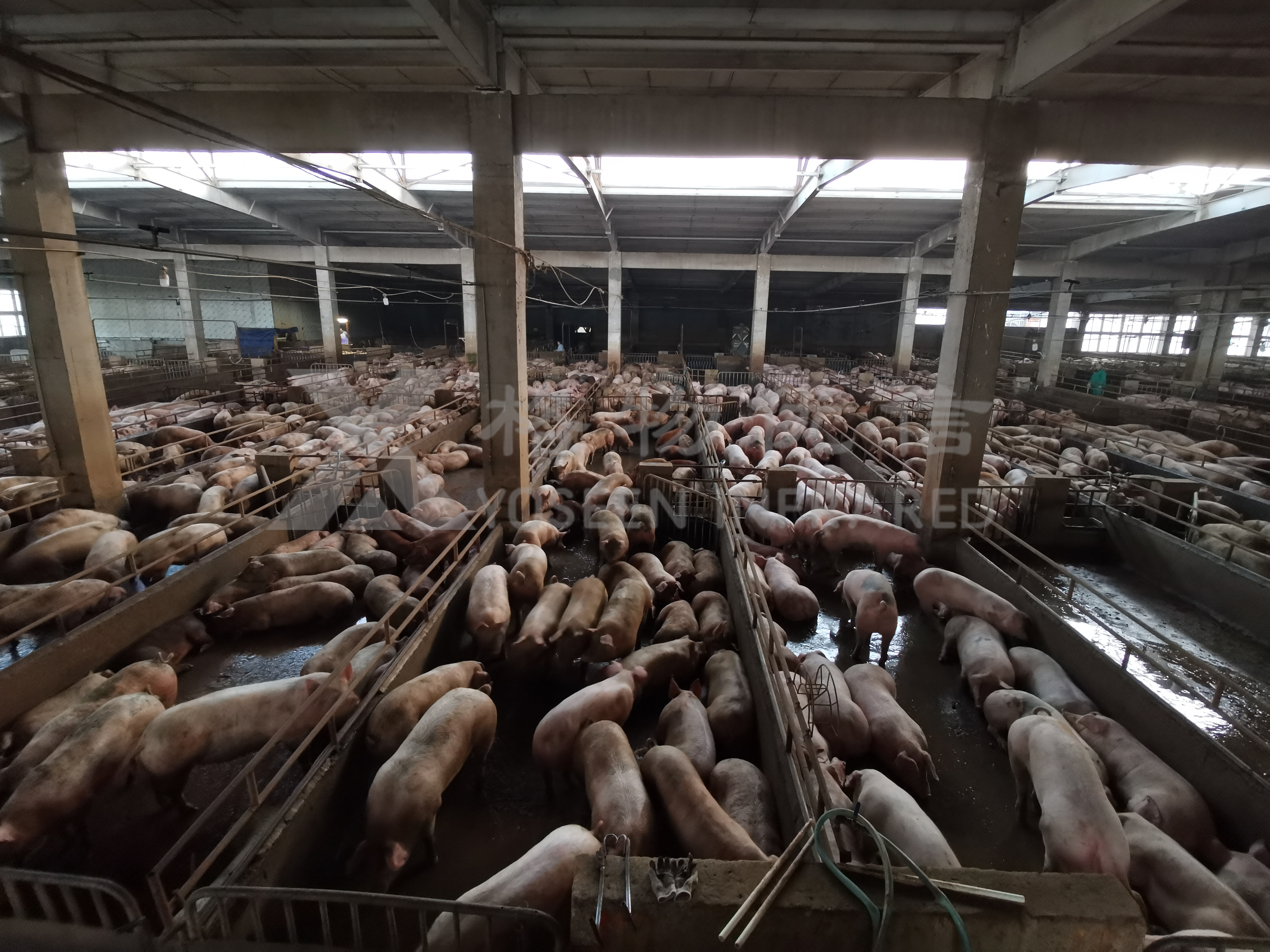 AI養豬難落地？熱成像讓科學養豬觸手可及！