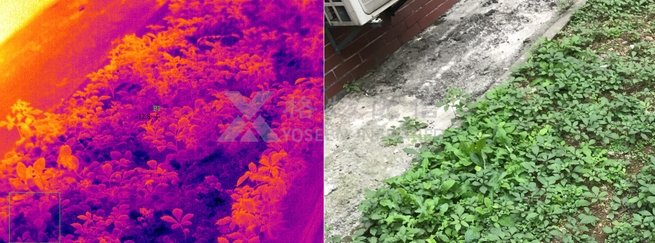 紅外熱成像儀用于農作物病害監測