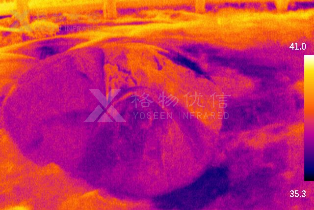 防爆型熱成像儀應用于煤堆監測